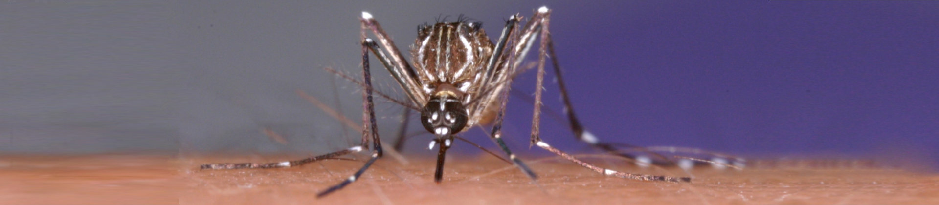 Aedes agypti